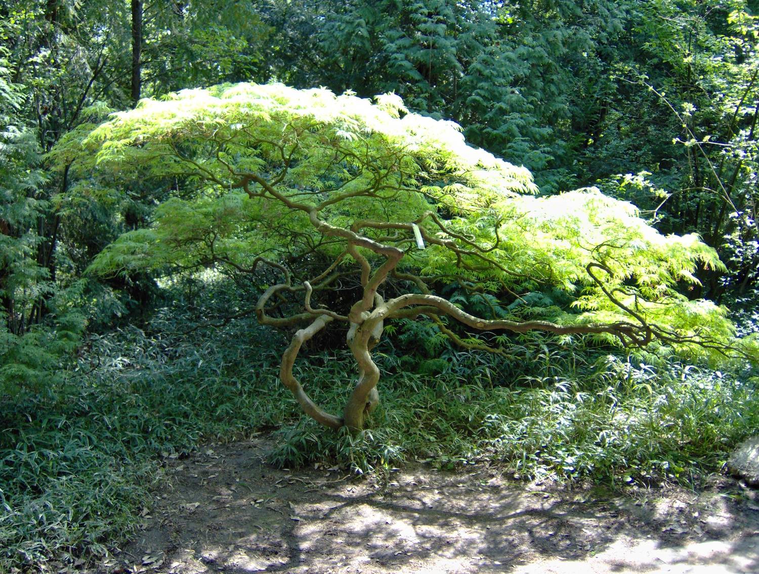 Arborétum Mlyňany