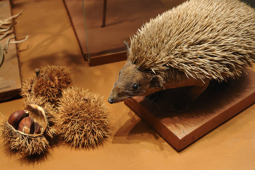 Východoslovenské múzeum - Príroda Karpát